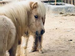 -新疆天山野生动物园