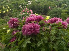 -曹州百花园
