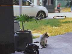 -猫里有甜