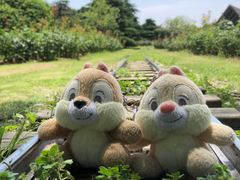 -上海滨江森林公园