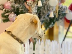 -翊宠yipet猫狗购宠庄园犬舍•猫舍