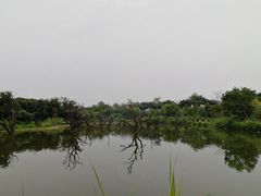 -鹤之洲湿地公园