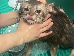-北京观赏动物医院·24小时大型综合·猫专科·异宠专科