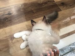 -袖虎·猫馆(体育西路店)