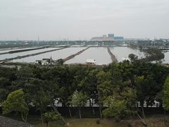 -大湾区中央湿地公园