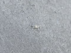 -东郊椰林