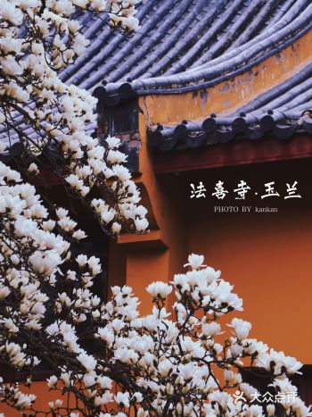 杭州 法喜寺｜五百多岁的古玉兰开花啦