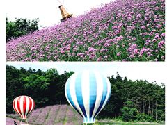 -大塘金香草谷