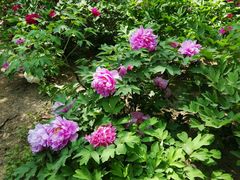 -紫竹院公园冰场
