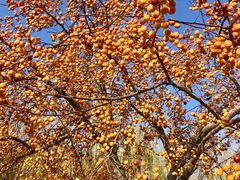 -永定河休闲森林公园