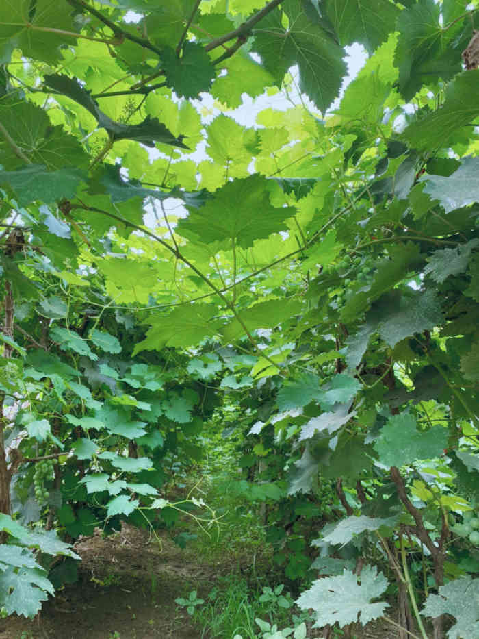 芝心园生态农场-"在小区玩听说别的小朋友说有这个地方,离家.