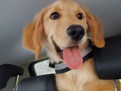 -翊宠yipet猫狗购宠庄园犬舍•猫舍