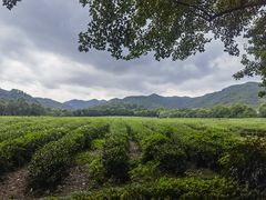 -中国茶叶博物馆(双峰馆区)