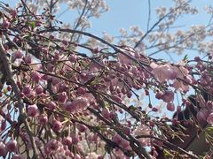 -高东镇樱花园