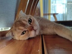-楼上猫咖(罗湖店)
