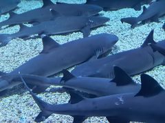 -烟台海昌鲸鲨海洋公园