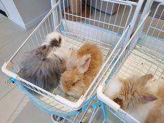 -怪兽屋·羊驼·猫咖·狗咖(俊华广场店)