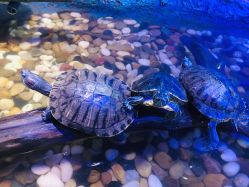 -酷嗒动物文化乐园(cutezoo西溪乐天城店)