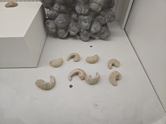-青岛贝壳博物馆