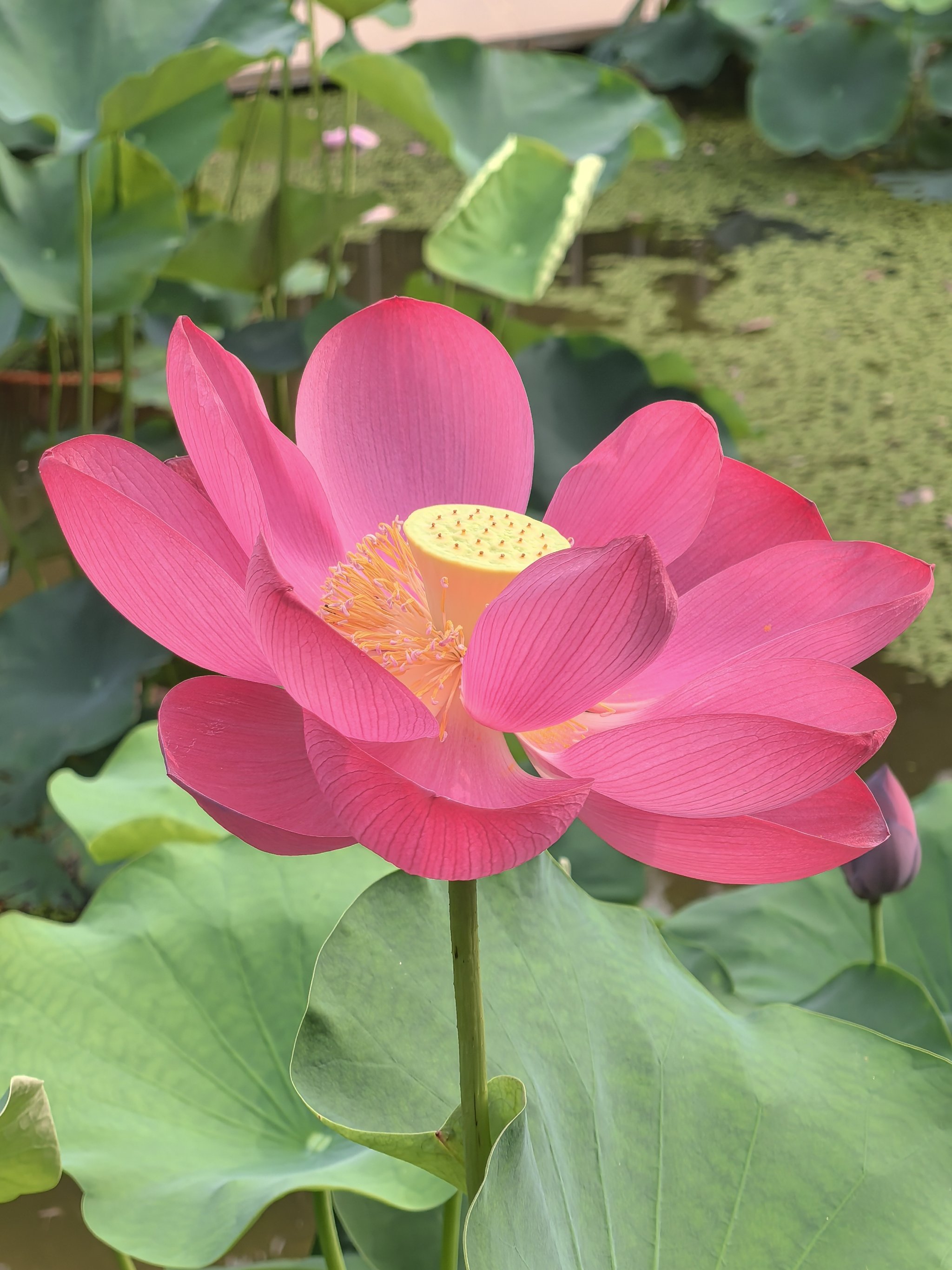 高清一朵莲花图片图片