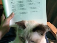 -李小姐の猫咖啡馆(五角场店)