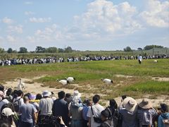 -盐城丹顶鹤湿地生态旅游区