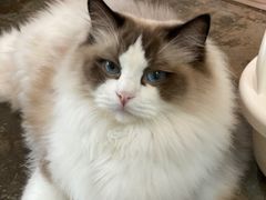 -喵屿·大理花园猫咖