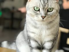 -平行世界·猫咖(首经贸店)