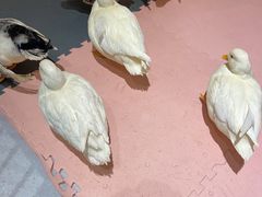 -南小蟹手工點心(三里屯店)