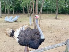 -大连森林动物园