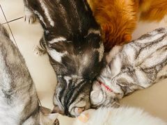 -平行世界·猫咖(首经贸店)