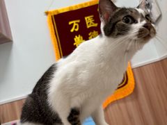 -瑞鹏宠物医院·内科·中兽医·骨科(苗圃店)
