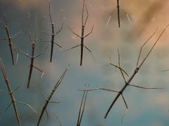 -上海大自然野生昆虫馆(东方明珠·爬宠昆虫探索中心)