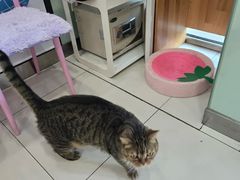 -纳吉亚猫专科动物医院博雅分院