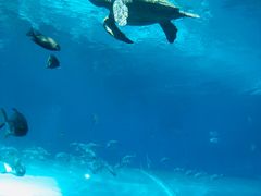 -海棠湾洲际-涛·海底餐厅·美人鱼·自助餐·海底隧道