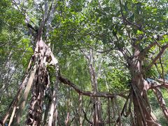 -中国科学院西双版纳热带植物园