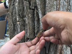 羽化的蜻蜓-白河湾生态旅游一条川