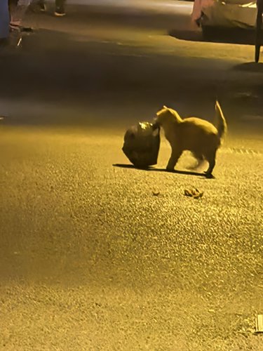 怎么路上还有丢垃圾的猫