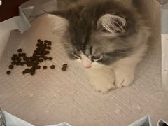 -萌兽医馆·宠物医院·猫骨科(创景店)