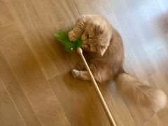 -唐小姐の私宠·宠物洗护美容·撸猫馆·购宠(周浦万达旗舰店)