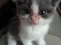 -瑞鹏宠物医院·爱宠堂·骨外专科(西荷分院)