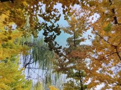 -大兴滨河森林公园