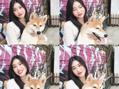 -柴犬高等学院·狗咖·柴犬售卖·宠物训练