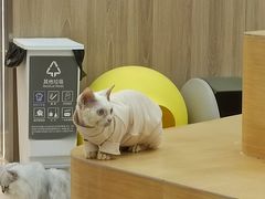 -瞄一喵猫咖(格力海岸店)