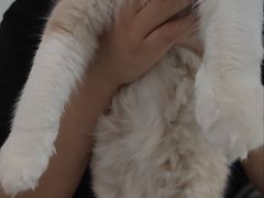 -汪喵宠物医院·骨科心脏影像·犬猫急重症ICU诊疗中心(成华分院)