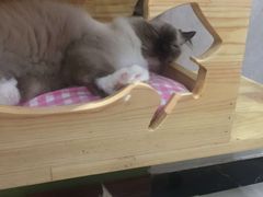 -猫亿天猫咖