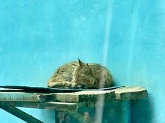 -青藏高原野生动物园