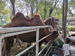 -长白岛森林公园