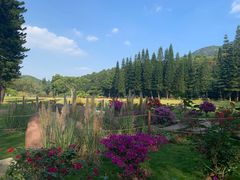 -深圳仙湖植物园-停车场