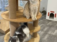 -楼上猫咖(罗湖店)
